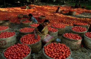 Connecting poorer farmers with modern market value chains can revitalize Asia-Pacific’s rural economies – FAO 